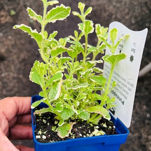 May include: A blue pot with a green and white variegated pineapple mint plant. The plant has a tag that reads "Pineapple Mint Mentha suave with spotted velvety, pineapple-like leaves. Great in hanging baskets."