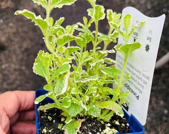 Pineapple Mint Plant,  Organic, Free ship W/O pot