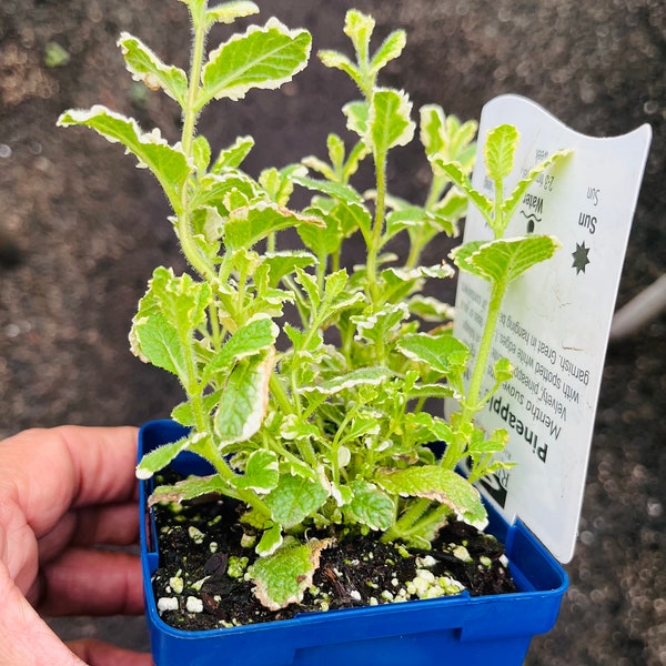 2x Pineapple Mint Plant,  Organic, Free ship W/O pot