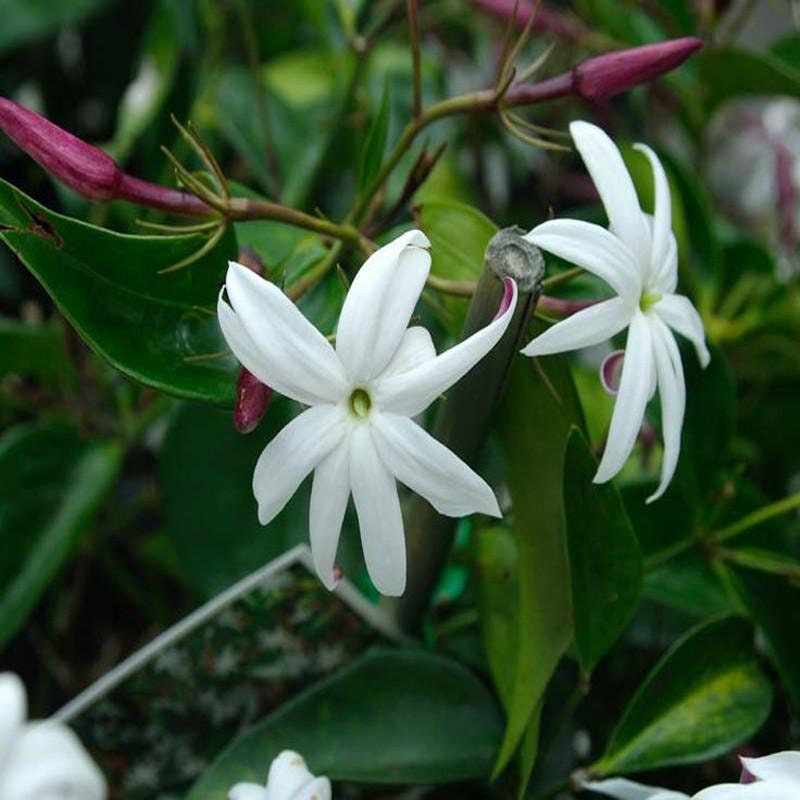 Angel Wing Jasmine Live Plant, Well rooted Plants, Free ship w/o pot,…