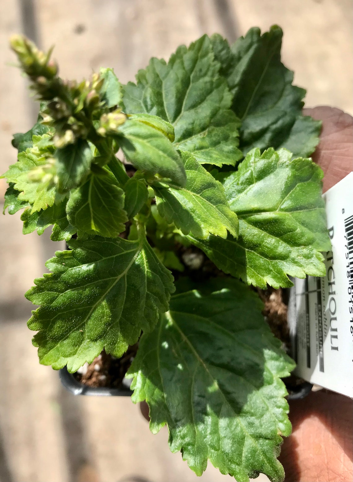 Fragrant Patchouli Plant Live Pogostemon Plant in 3.5 Etsy