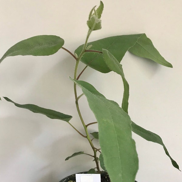 Lemon Eucalyptus plant, real citronella, Certified Organic,  Free ship