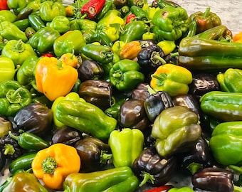 Plantas vivas de pimiento morrón, 7 colores/variedades, sin OMG, híbrido, envío gratis sin maceta