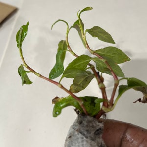 Puede incluir: Una peque&ntilde;a planta verde con tallos rojos, envuelta en una toalla de papel blanca. La planta est&aacute; en una maceta peque&ntilde;a y est&aacute; lista para ser plantada.