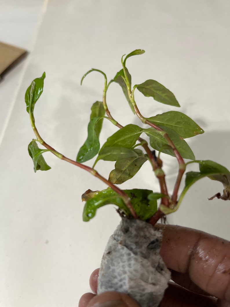 Puede incluir: Una peque&ntilde;a planta verde con tallos rojos, envuelta en una toalla de papel blanca. La planta est&aacute; en una maceta peque&ntilde;a y est&aacute; lista para ser plantada.