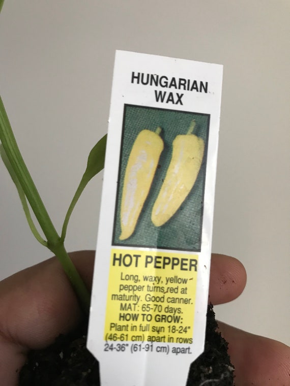 Outdoor & Gardening Home & Living Banana Pepper Live Plant Hungarian