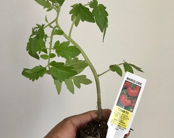 Tomato Plant, Marglobe Variety, Free ship