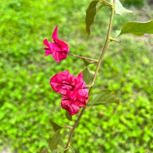 ONE/TWO Bougainvillea Plants, 1' to 2', Various Colors, Free ship W/O Pot Raspberry