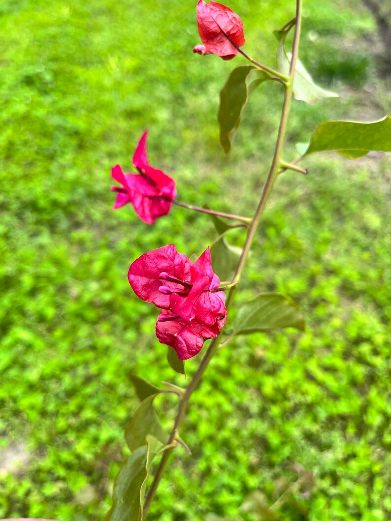 ONE/TWO Bougainvillea Plants, 1' to 2', Various Colors, Free ship W/O Pot Raspberry