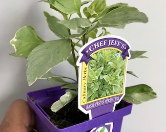 Live Pesto Perpetuo Basil plant, Free ship, GMO Free