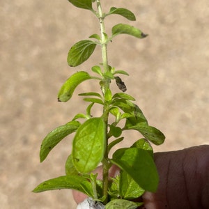 May include: A small green plant with several leaves growing from a white, textured pot.