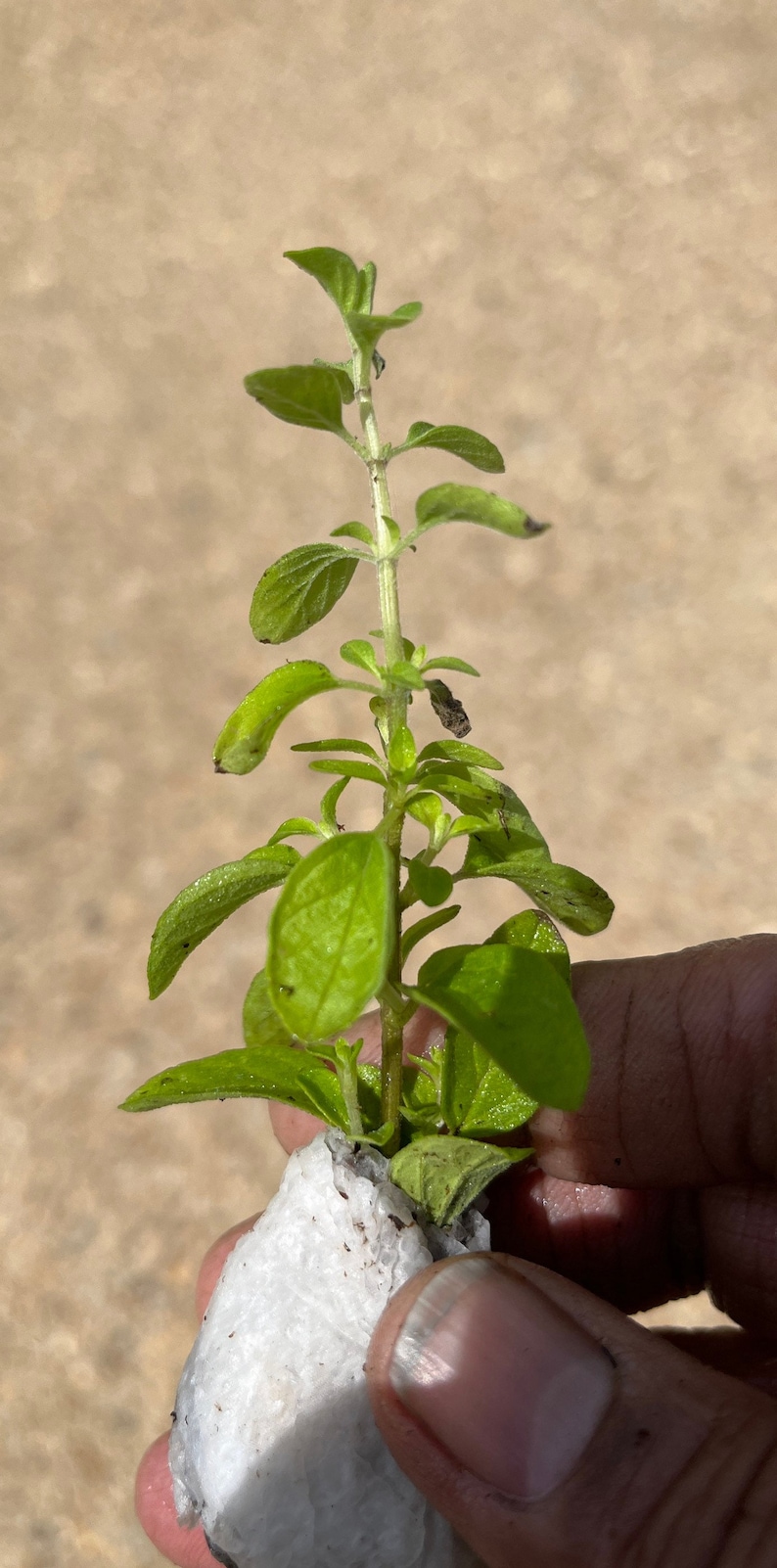 May include: A small green plant with several leaves growing from a white, textured pot.