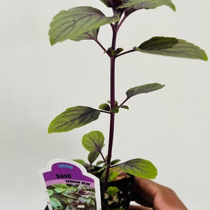 May include: A potted basil plant, labeled 'African Blue'. The plant has green leaves with purple veins and stems. The label is white and purple, with the word 'HERB' at the top.