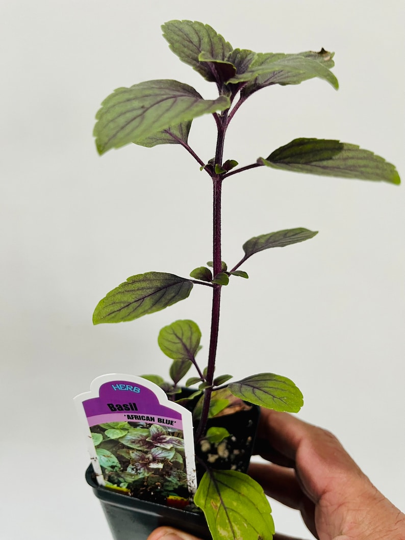 May include: A potted basil plant, labeled 'African Blue'. The plant has green leaves with purple veins and stems. The label is white and purple, with the word 'HERB' at the top.
