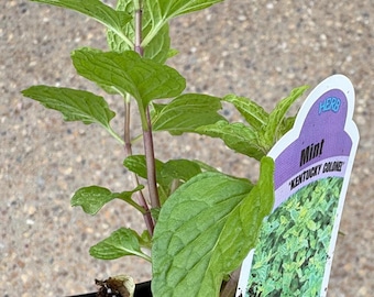 Planta de menta Kentucky Colonel Julep, menta para beber en el Derby de Kentucky, planta herbácea