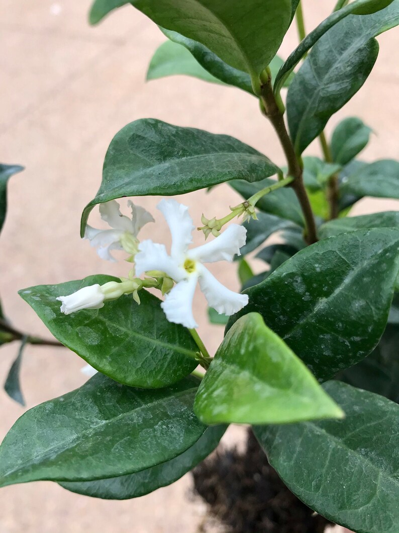 Confederate Jasmine 2 ft. Live Plant Free ship W/O Pot Star Etsy