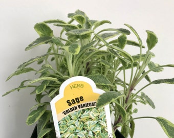 Sage Live Plant, Golden Variegated Sage plant,  Free ship w/o pot