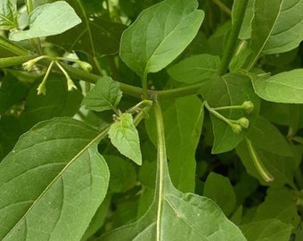 2x Manathakkali live plant, Solanum Nigrum plant,   Managu Kikuyu