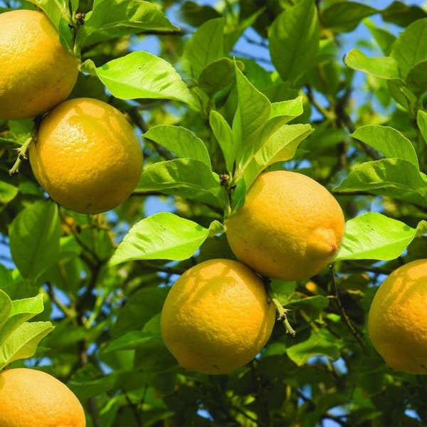 Ponderosa Lemon 1+ ft. mature plants, W buds, Free Ship w/o pot,  USDA certified,