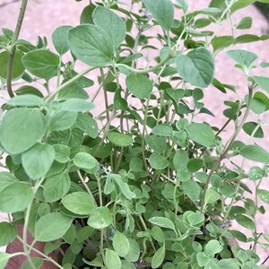 May include: A close-up of a potted oregano plant with green leaves. The plant is in a brown pot with a white label that says "Organic".