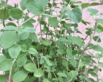 Sweet Marjoram live plant, ORGANIC, Wlld, Origanum Majorana, Free Ship w/o Pot,