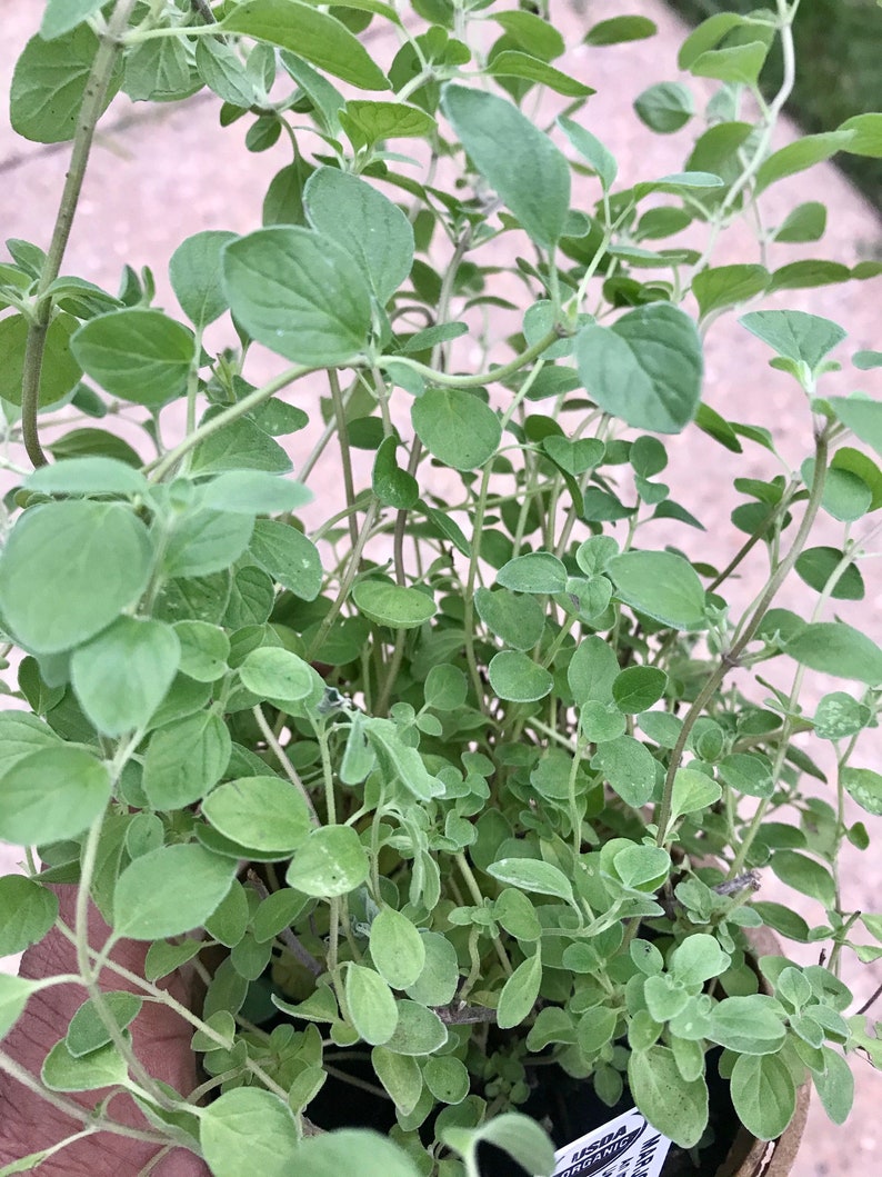 May include: A close-up of a potted oregano plant with green leaves. The plant is in a brown pot with a white label that says "Organic".