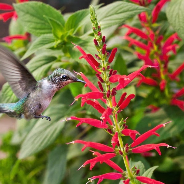 Sage, Pineapple Sage plant, Organic, Red Hummingbird Sage, Red Salvia, Scarlet sage, Lady in Red Live Plant,