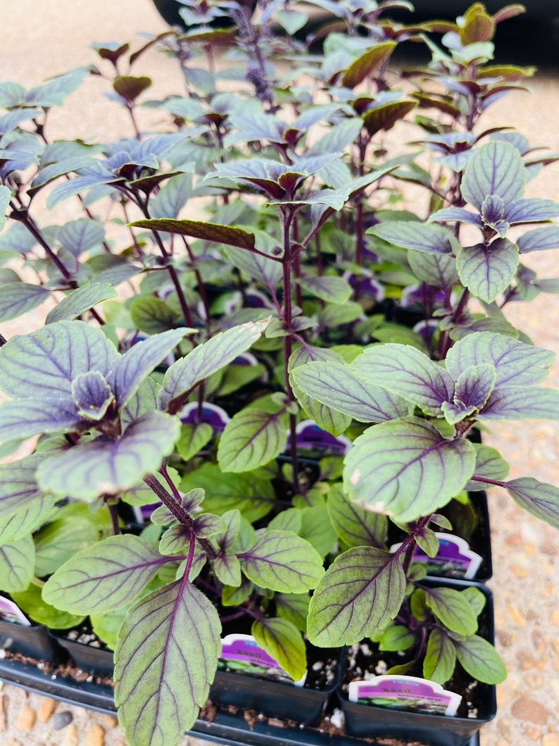 May include: Close-up of a tray of basil plants. The basil has green leaves with purple veins and stems. The plants are in small black pots, ready for planting. The image is well-lit, showcasing the vibrant colors of the basil.