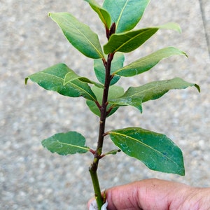 Op de afbeelding: Een takje laurier met meerdere groene bladeren en een donkerbruine stengel. De bladeren hebben een licht stoffig uiterlijk. Het takje wordt in een hand gehouden, met de stengel gewikkeld in wit materiaal.