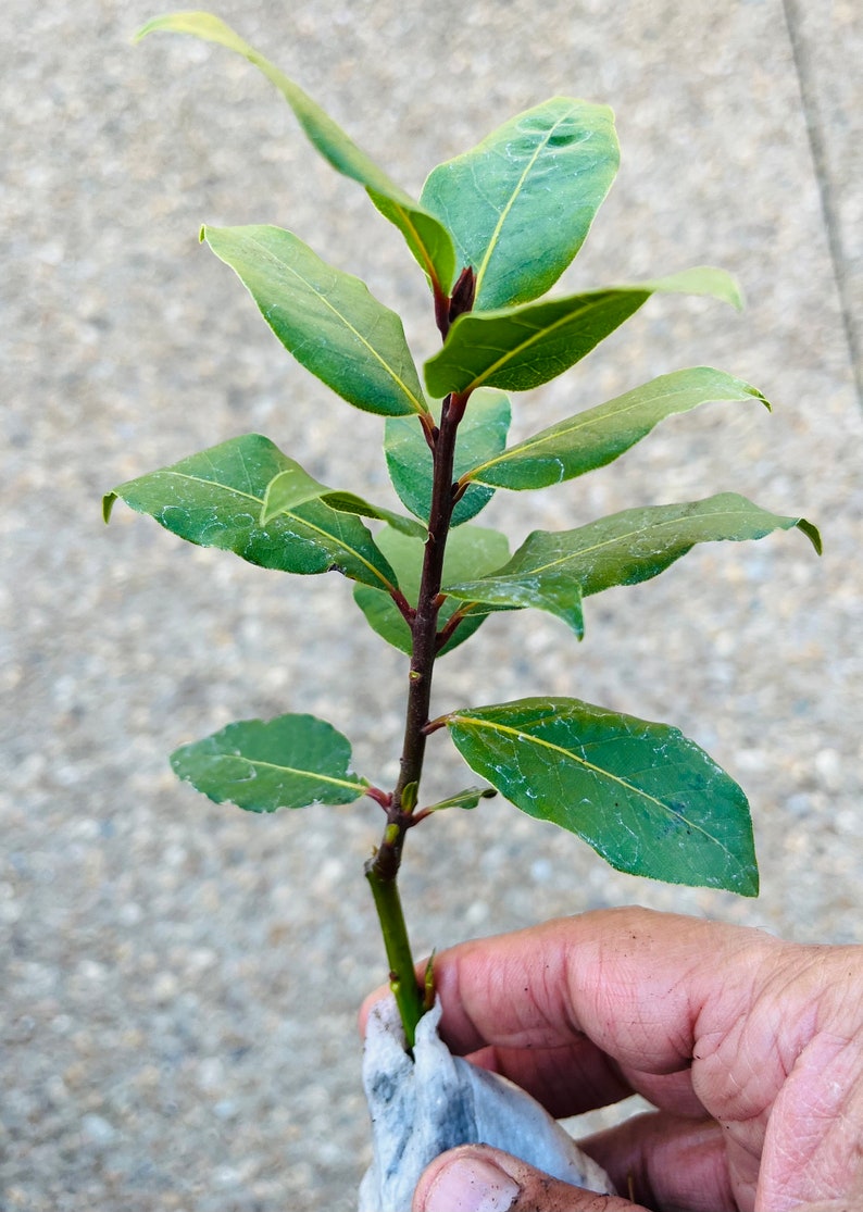 Op de afbeelding: Een takje laurier met meerdere groene bladeren en een donkerbruine stengel. De bladeren hebben een licht stoffig uiterlijk. Het takje wordt in een hand gehouden, met de stengel gewikkeld in wit materiaal.