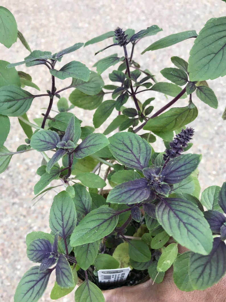 May include: Close-up of a potted basil plant. The leaves are a vibrant green with deep purple veins, and the stems are a dark purple. The plant has small, dark purple flower spikes. The plant is in a small, brown pot.