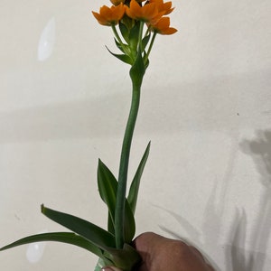 Orange Sun Star Plant with buds and blooms, Ornithogalum dubium, Garden Plants, Bulbous Plant, Free ship w/o pot image 2