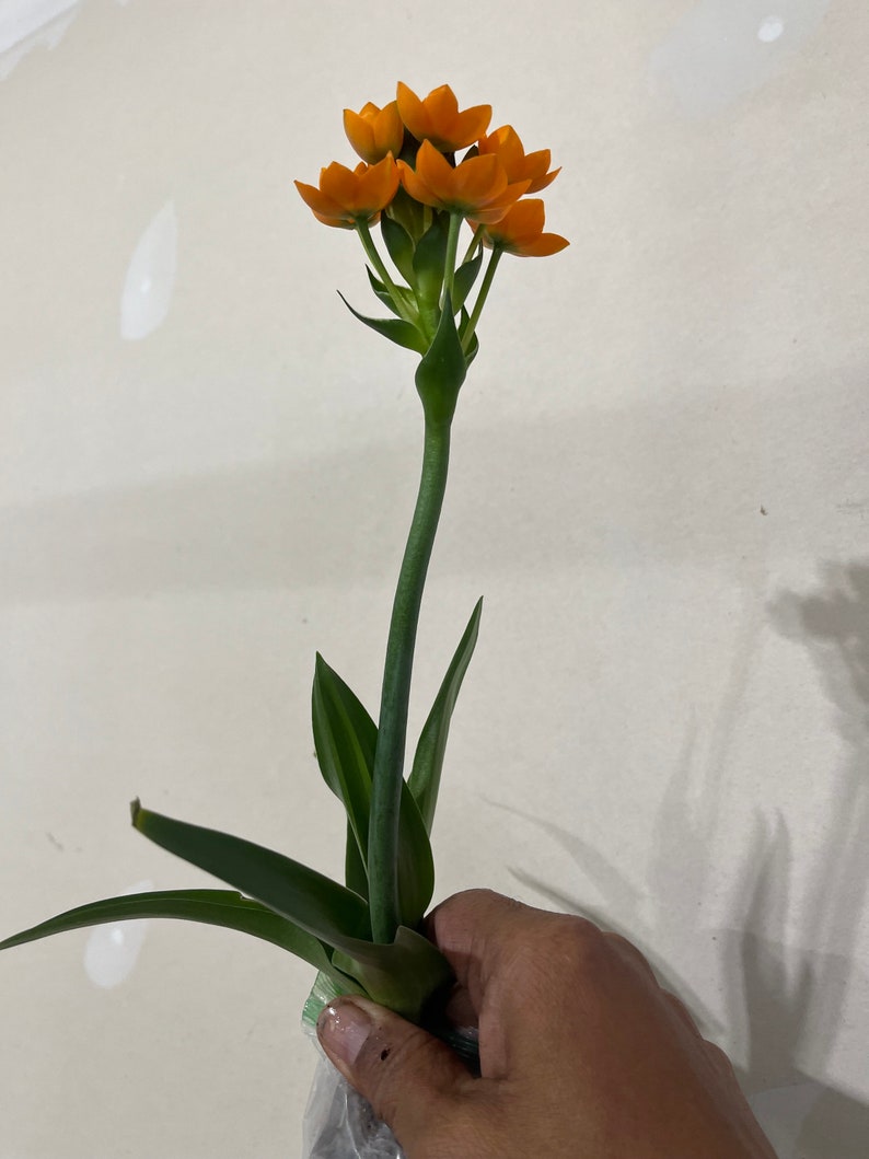 Orange Sun Star Plant with buds and blooms, Ornithogalum dubium, Garden Plants, Bulbous Plant, Free ship w/o pot image 2