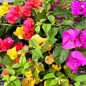 ONE/TWO Bougainvillea Plants, 1' to 2', Various Colors, Free ship W/O Pot image 1