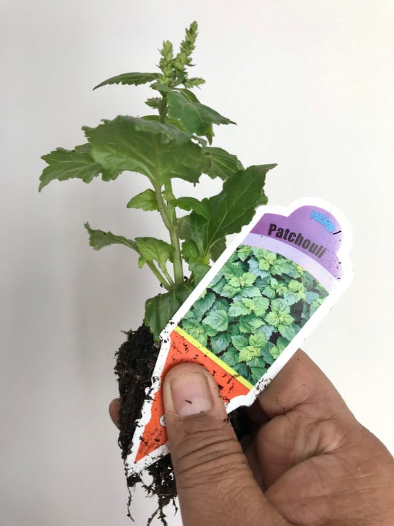 Patchouli Plant, Organic, Fragrant, Pogostemon Plant, Free Ship