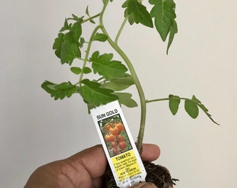 Tomato Plant, Sun Gold, Live plant,  Free ship