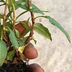 Puede incluir: Primer plano de una planta verde con tallos y ra&iacute;ces marrones. La planta est&aacute; siendo sostenida por una mano.