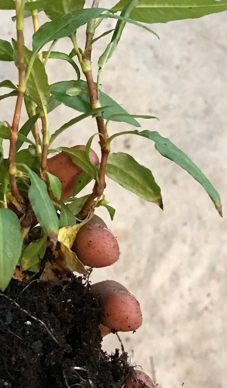 Puede incluir: Primer plano de una planta verde con tallos y ra&iacute;ces marrones. La planta est&aacute; siendo sostenida por una mano.