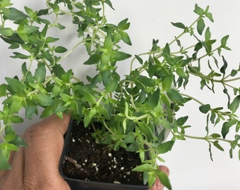 French Thyme live plant, Live Herb plant, Free ship