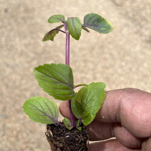 May include: A small plant with green leaves and a purple stem, held in a person's hand. The plant has visible roots and appears to be a seedling. The leaves have purple veins. The plant is likely a herb or vegetable.