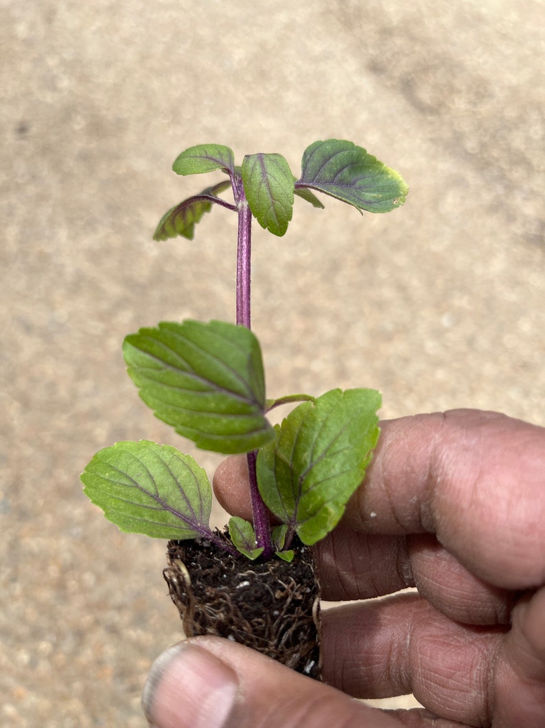 May include: A small plant with green leaves and a purple stem, held in a person's hand. The plant has visible roots and appears to be a seedling. The leaves have purple veins. The plant is likely a herb or vegetable.