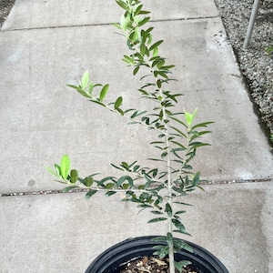 Olive Tree plant, Arbequina olive plant, Self pollinating, Free ship w/o Pot,