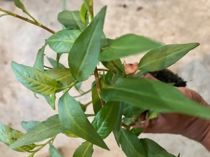 Puede incluir: Primer plano de una planta verde de hojas largas y estrechas. La planta est&aacute; siendo sostenida por una mano, y el suelo es visible en la base de la planta.