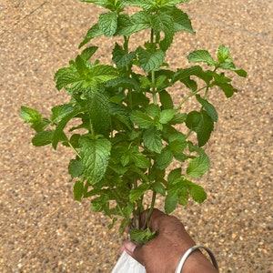 May include: A bunch of fresh green mint plants in a white plastic bag.