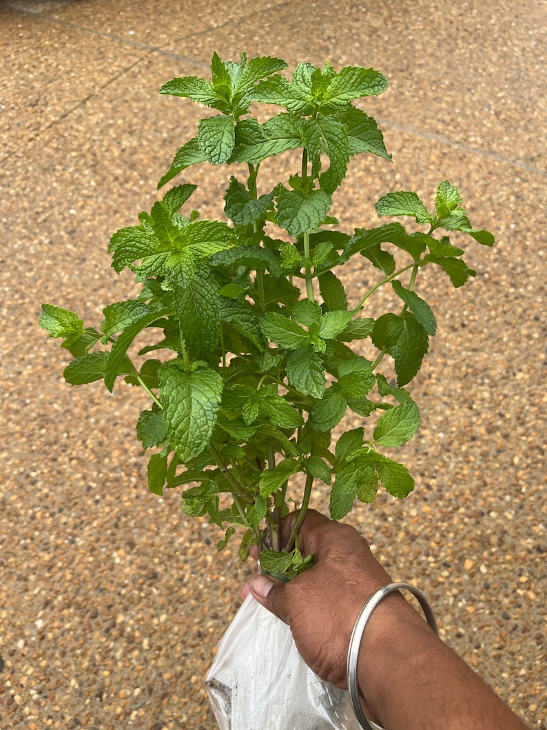 May include: A bunch of fresh green mint plants in a white plastic bag.