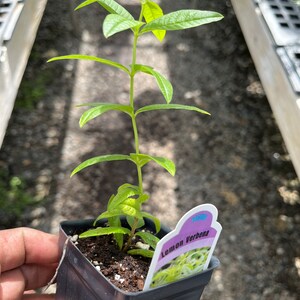 Planta de verbena de limón, Aloysia Triphylla, orgánica certificada por el USDA, planta medicinal, envío gratis sin maceta. imagen 3