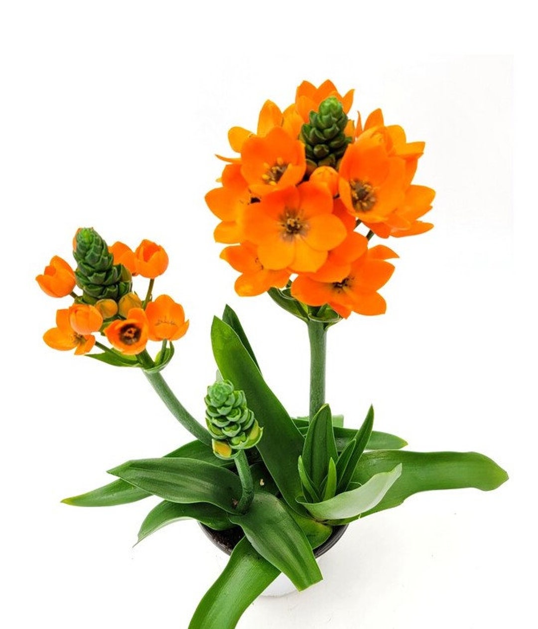 Orange Sun Star Plant With Buds and Blooms, Ornithogalum Dubium, Garden