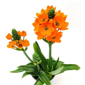 May include: A potted plant with bright orange star-shaped flowers and green leaves. The plant is in a white pot.