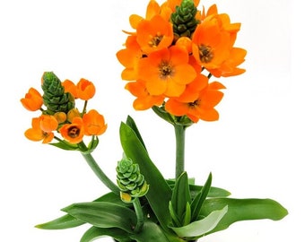 Planta estrella de sol naranja y amarilla con brotes y flores, Ornithogalum dubium, Plantas de jardín, Planta bulbosa, Envío gratis sin maceta