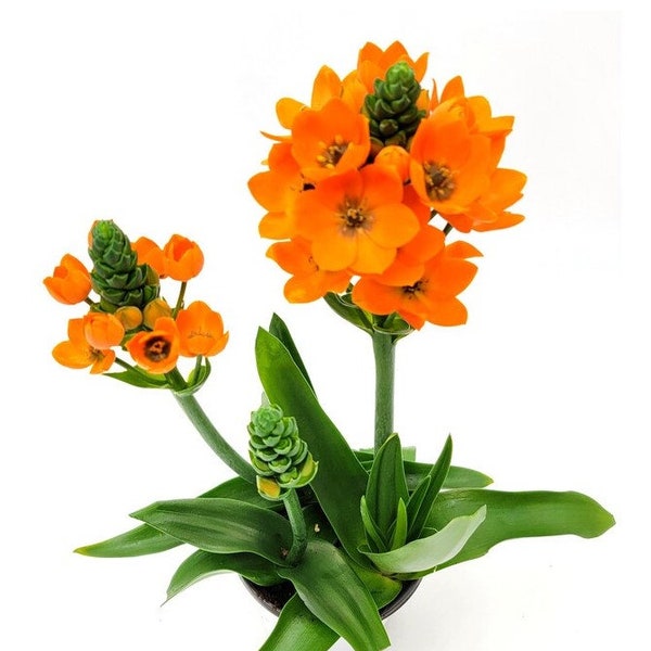 Orange Sun Star Plant with buds and blooms,  Ornithogalum dubium, Garden Plants, Bulbous Plant, Free ship w/o pot